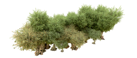 verde foresta isolato su sfondo. 3d interpretazione - illustrazione png