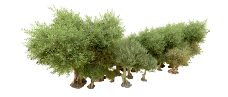 Green forest isolated on background. 3d rendering - illustration png
