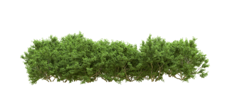 vert forêt isolé sur Contexte. 3d le rendu - illustration png