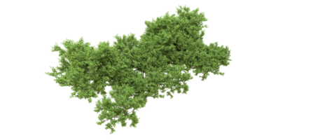 vert forêt isolé sur Contexte. 3d le rendu - illustration png