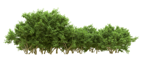 Green forest isolated on background. 3d rendering - illustration png