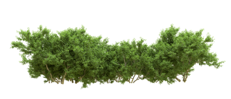 Green forest isolated on background. 3d rendering - illustration png