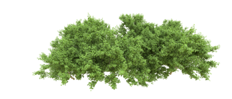 Green forest isolated on background. 3d rendering - illustration png