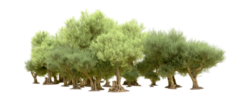 Green forest isolated on background. 3d rendering - illustration png