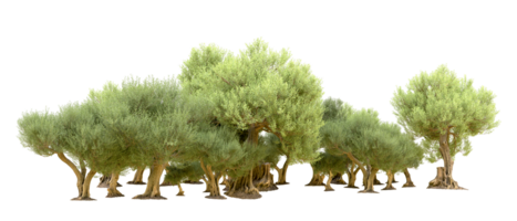 vert forêt isolé sur Contexte. 3d le rendu - illustration png