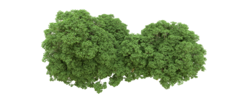 vert forêt isolé sur Contexte. 3d le rendu - illustration png