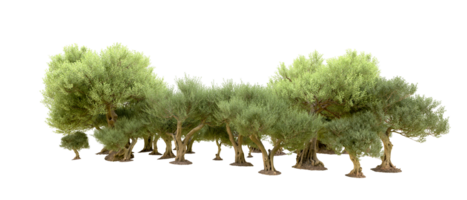 Green forest isolated on background. 3d rendering - illustration png