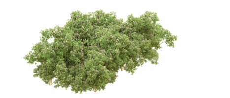 Green forest isolated on background. 3d rendering - illustration png