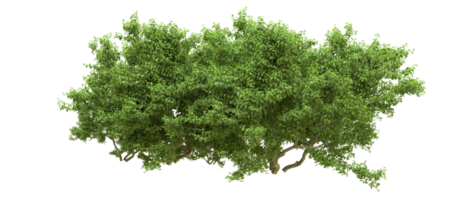 verde foresta isolato su sfondo. 3d interpretazione - illustrazione png