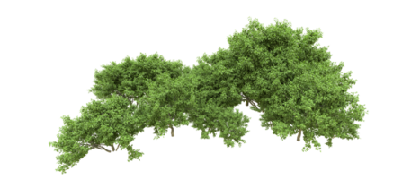 Green forest isolated on background. 3d rendering - illustration png