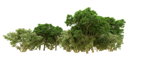 Green forest isolated on background. 3d rendering - illustration png