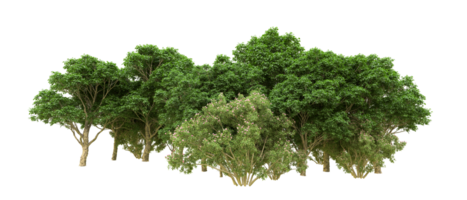 Green forest isolated on background. 3d rendering - illustration png