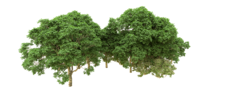 Green forest isolated on background. 3d rendering - illustration png