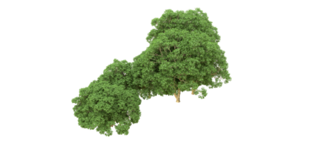 Green forest isolated on background. 3d rendering - illustration png