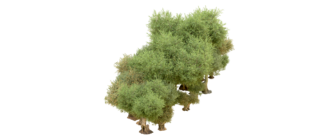 groen Woud geïsoleerd Aan achtergrond. 3d renderen - illustratie png