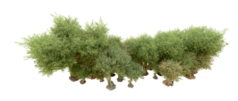 Green forest isolated on background. 3d rendering - illustration png