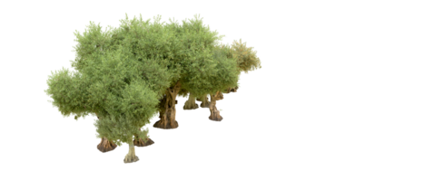 Green forest isolated on background. 3d rendering - illustration png