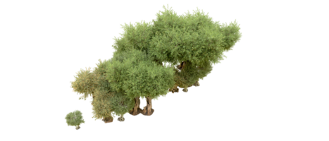 verde foresta isolato su sfondo. 3d interpretazione - illustrazione png