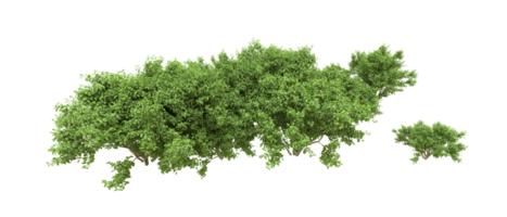 Green forest isolated on background. 3d rendering - illustration png