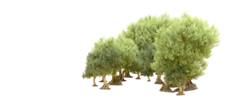 Green forest isolated on background. 3d rendering - illustration png