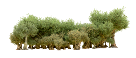 verde foresta isolato su sfondo. 3d interpretazione - illustrazione png