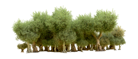 Green forest isolated on background. 3d rendering - illustration png