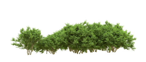 Green forest isolated on background. 3d rendering - illustration png