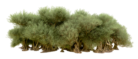 vert forêt isolé sur Contexte. 3d le rendu - illustration png