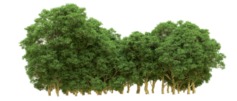 Green forest isolated on background. 3d rendering - illustration png