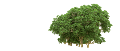 Green forest isolated on background. 3d rendering - illustration png