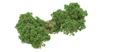 verde floresta isolado em fundo. 3d Renderização - ilustração png