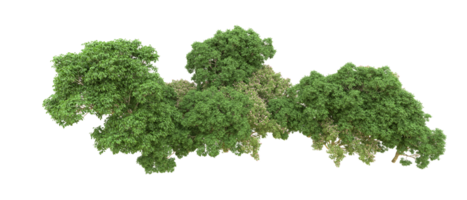 Green forest isolated on background. 3d rendering - illustration png