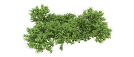 Green forest isolated on background. 3d rendering - illustration png