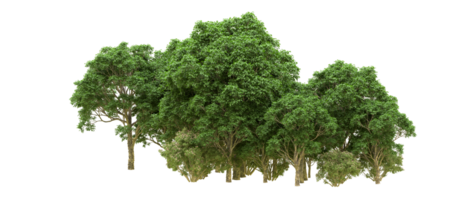 Green forest isolated on background. 3d rendering - illustration png