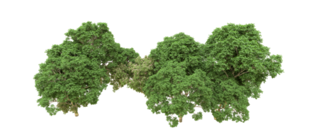 Green forest isolated on background. 3d rendering - illustration png