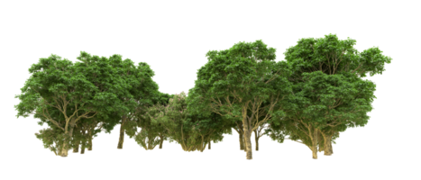 Green forest isolated on background. 3d rendering - illustration png