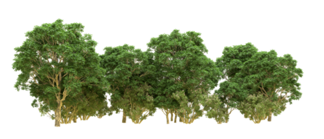 Green forest isolated on background. 3d rendering - illustration png