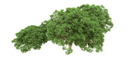 verde floresta isolado em fundo. 3d Renderização - ilustração png