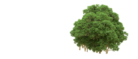 Green forest isolated on background. 3d rendering - illustration png