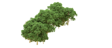 Green forest isolated on background. 3d rendering - illustration png