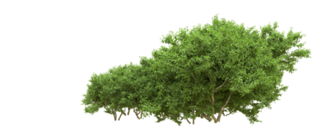 vert forêt isolé sur Contexte. 3d le rendu - illustration png