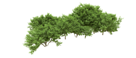 Green forest isolated on background. 3d rendering - illustration png