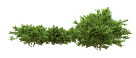 Green forest isolated on background. 3d rendering - illustration png