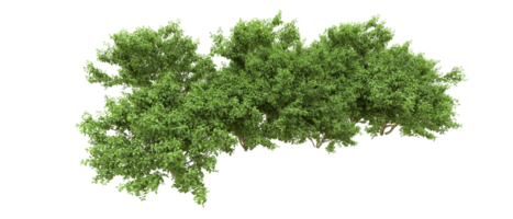 groen Woud geïsoleerd Aan achtergrond. 3d renderen - illustratie png