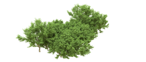 Green forest isolated on background. 3d rendering - illustration png