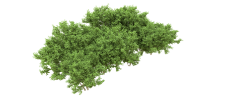 Green forest isolated on background. 3d rendering - illustration png