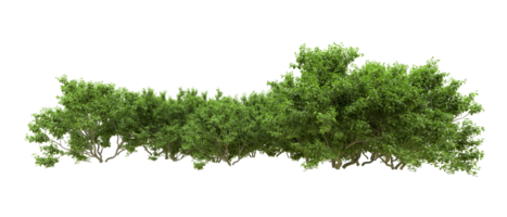 Green forest isolated on background. 3d rendering - illustration png