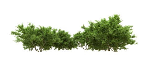 Green forest isolated on background. 3d rendering - illustration png