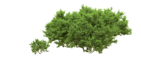 groen Woud geïsoleerd Aan achtergrond. 3d renderen - illustratie png