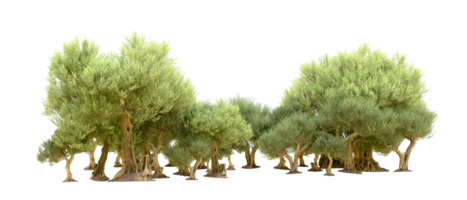 vert forêt isolé sur Contexte. 3d le rendu - illustration png